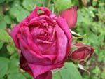 Rose lyonnaise c�l�bre : 'Alfred Colomb' - Fran�ois Lacharme (1865)