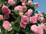 Rose lyonnaise c�l�bre : 'Pierre de Ronsard' - Marie Louise Meilland (1985)