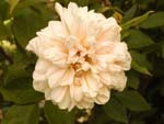 Rose lyonnaise c�l�bre : 'William Allen Richardson' - Veuve Ducher (1878)